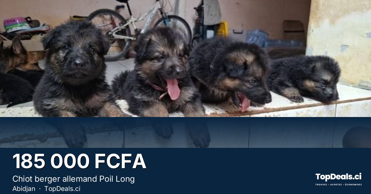 Aperçu du partage – Chiot berger allemand Poil Long