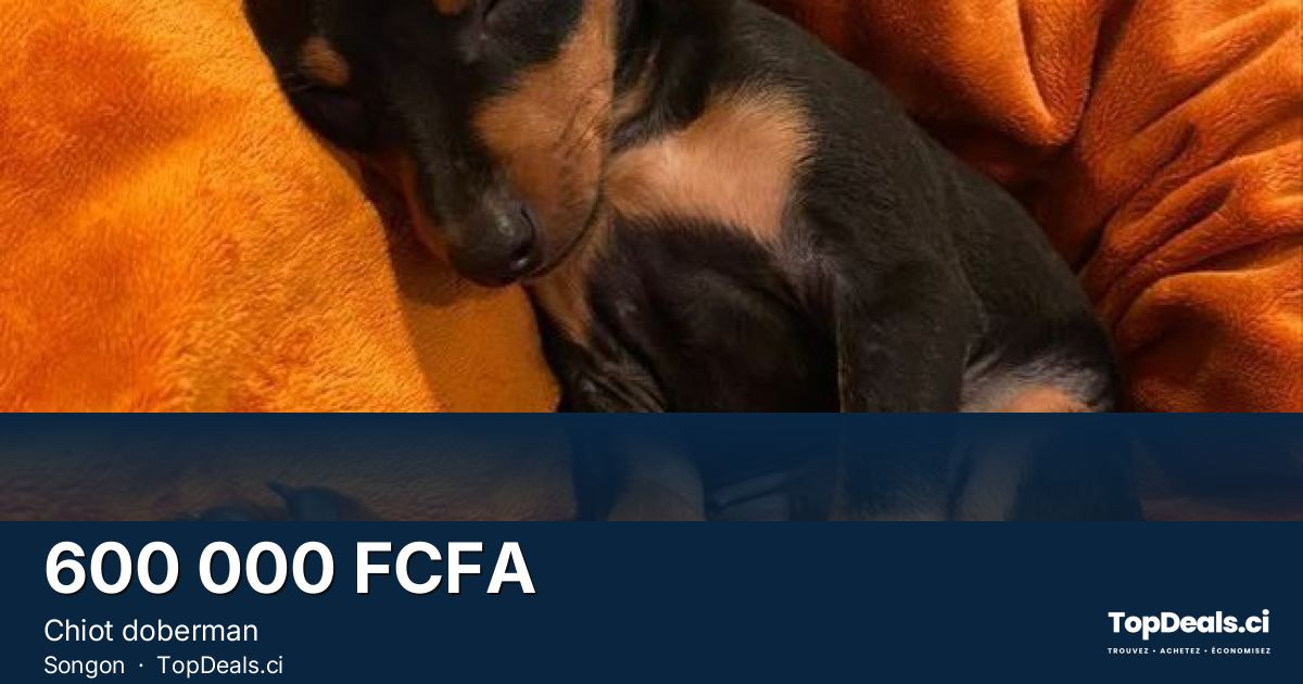 Aperçu du partage – Chiot doberman