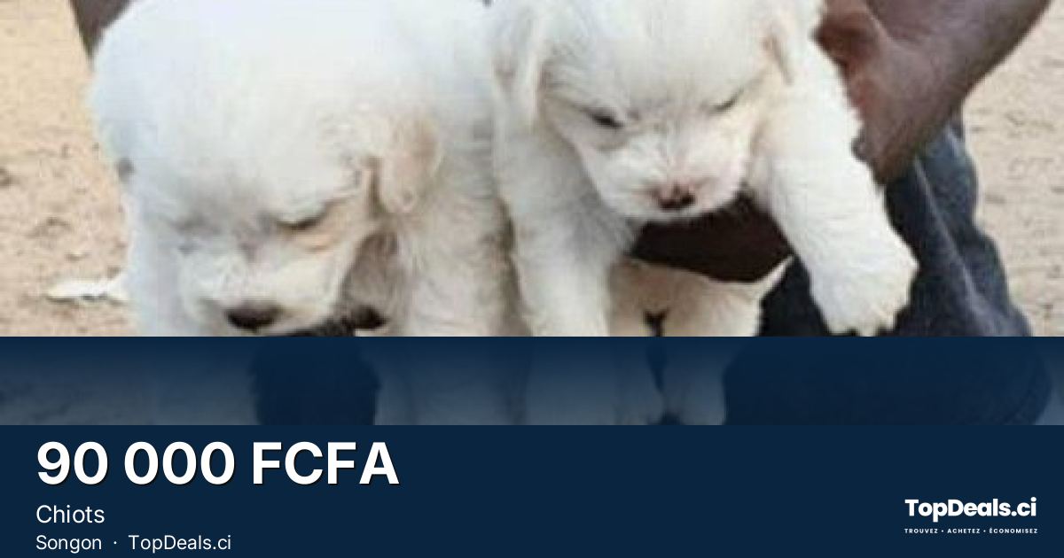 Aperçu du partage – Chiots