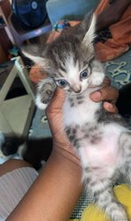 Miniature 1