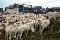 Moutons