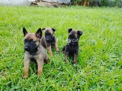 Chiots Berger Malinois