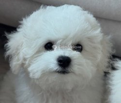 Caniche