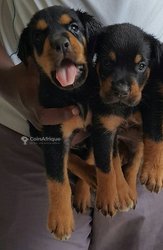 Chiots rottweiler pure sang