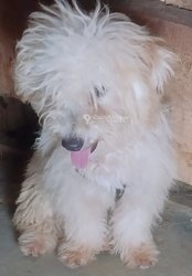 Chiot bichon nains