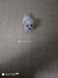 Caniche bichon