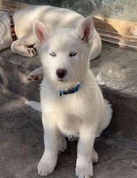 Chiot husky