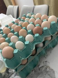 Oeuf fécondé