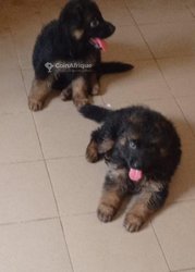 Chiot Berger allemand