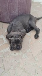 Chiot carné corso