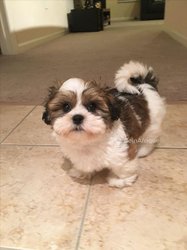 Chiot bichon havanais
