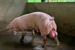 Porcs