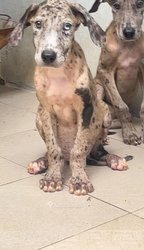 Chiot dogue allemand