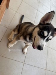 Husky chiot