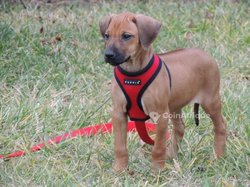 Chiot Rodesien Ridgback