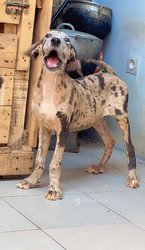 Femelle dogue allemand 2 mois