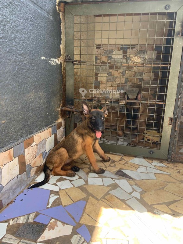 Chiot berger malinois