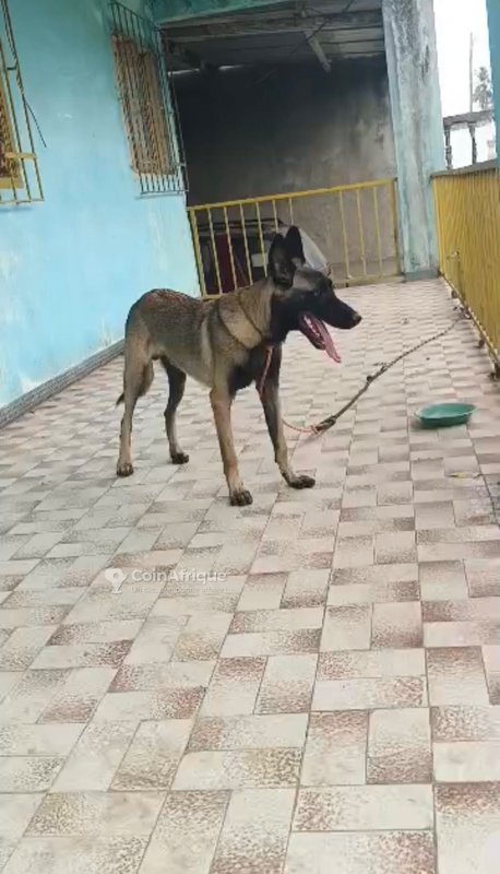 Chiot malinois