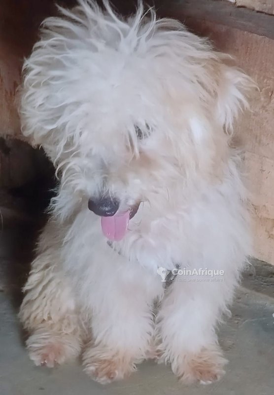 Chiot bichon nains