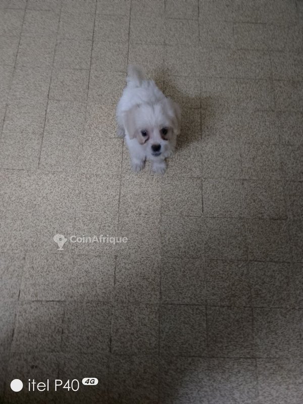 Caniche bichon