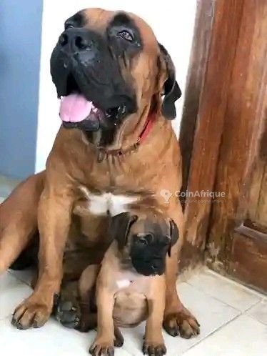 Chien de tout race