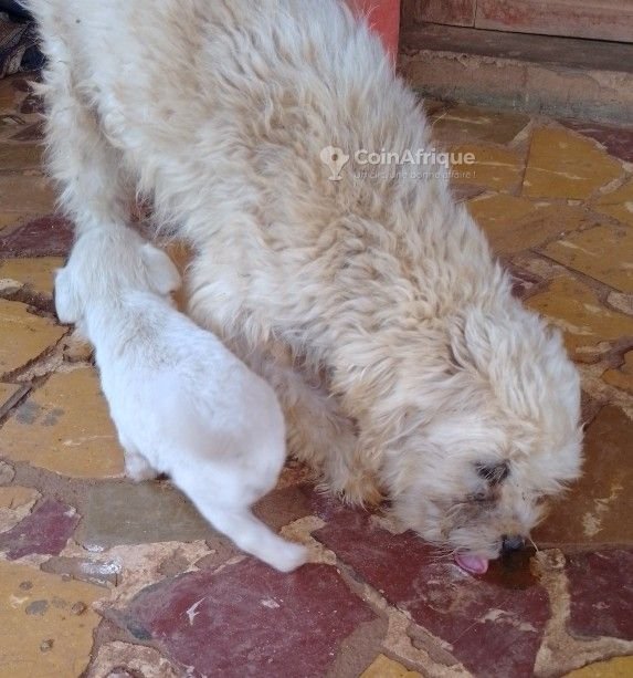 Chiot caniche bichon