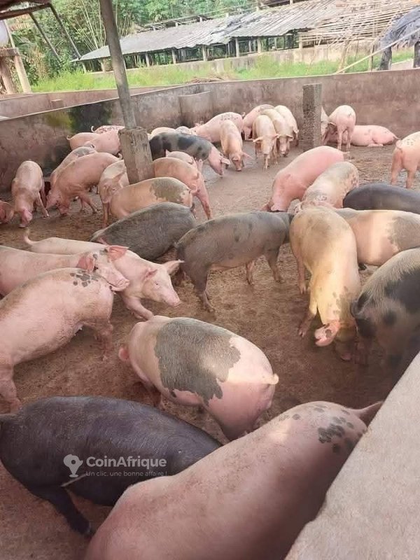Porcs
