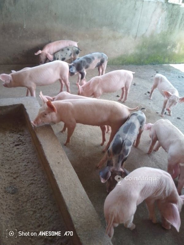 Porcs
