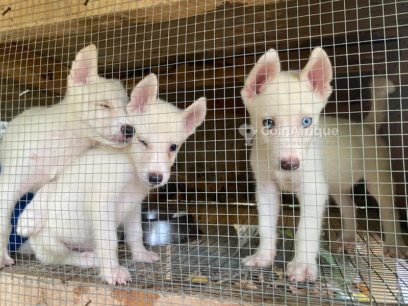 Chiots husky