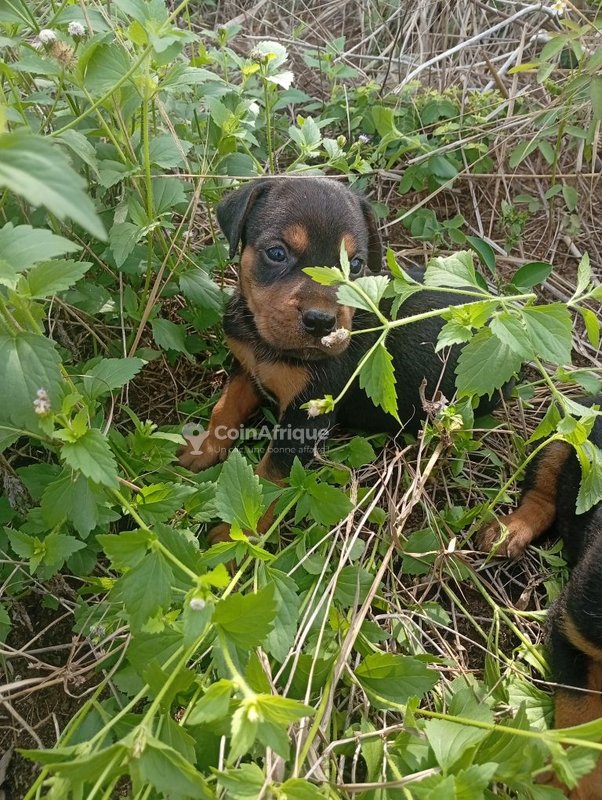 Chiots Rottweiler