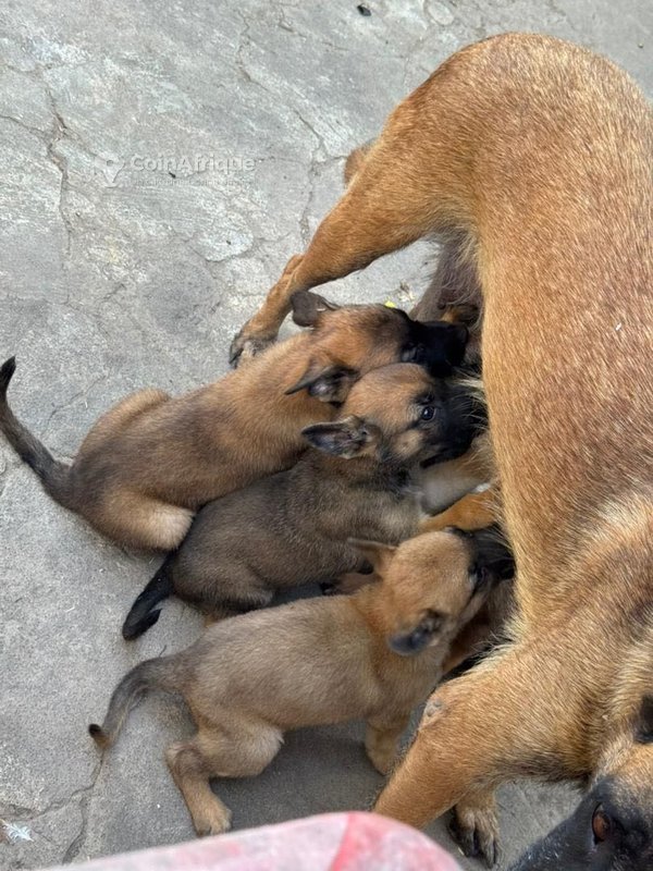 Chiot Berger Malinois