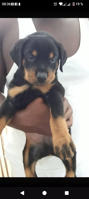 Chiot rottweiler pur sang
