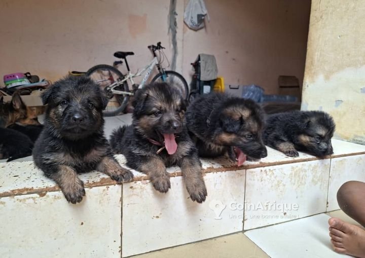 Chiot berger allemand Poil Long