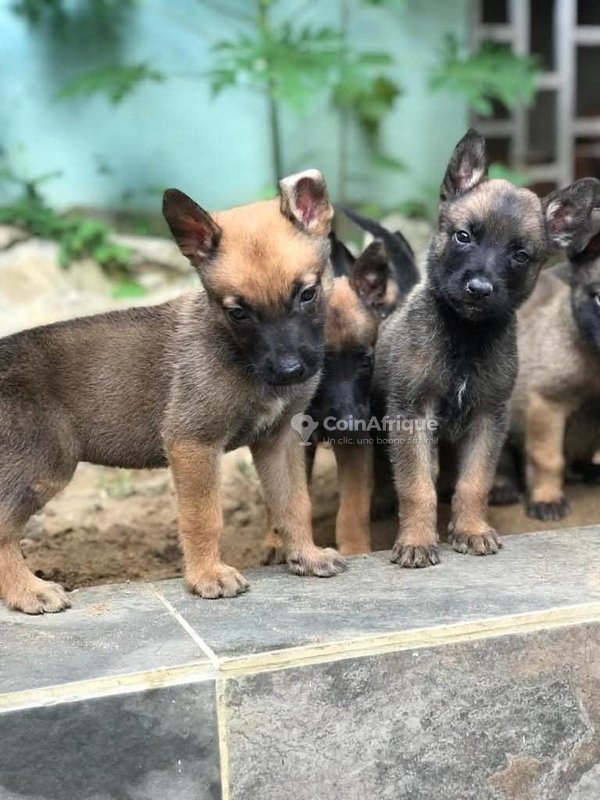 Chiot berger malinois pur sang