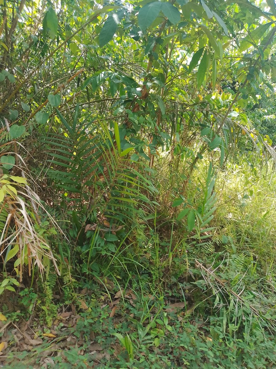 Miniature 3