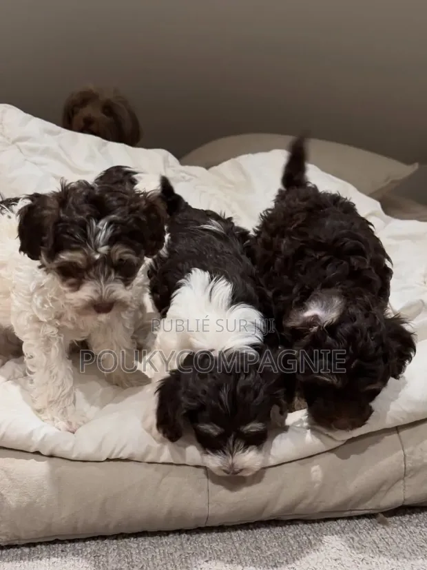 Chiot Bichon Frisé À Cocody