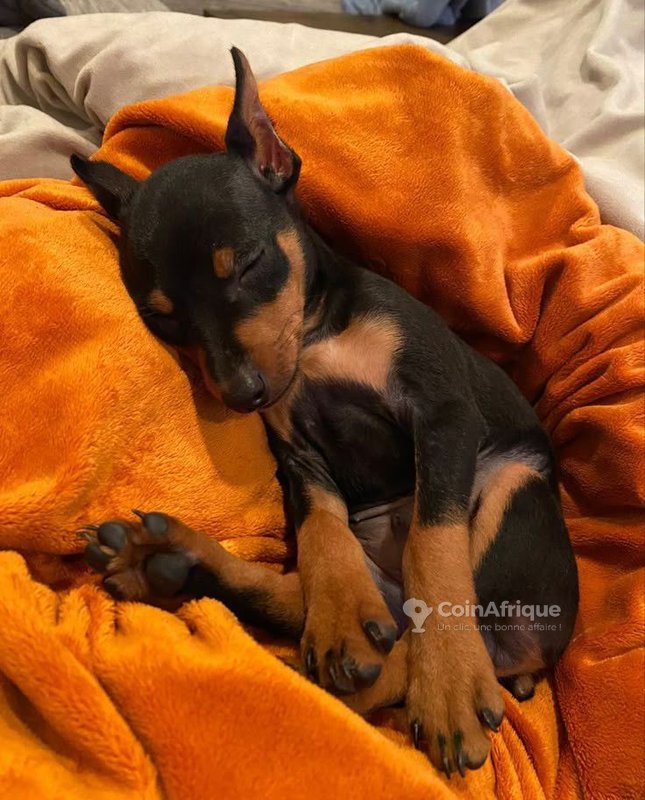 Chiot doberman
