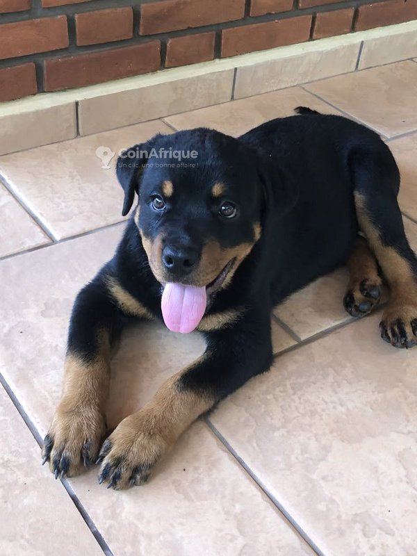 Rotweiller