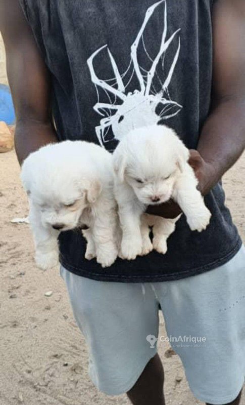 Chiots