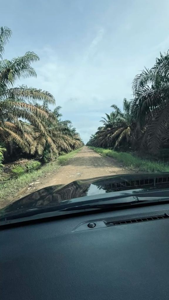Plantation de palmiers à huile a vendre a Aboisso