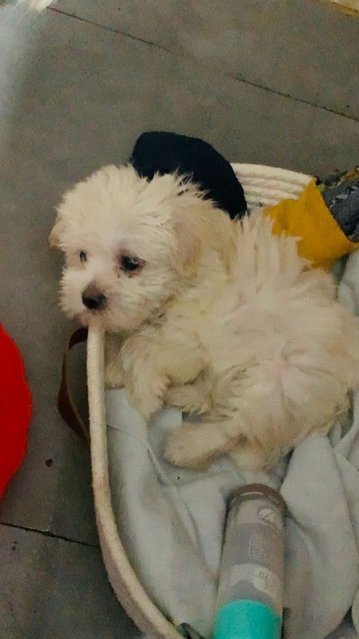 Je cherche un parent pour mon loulou 