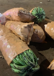 Sacs Bananes Campement - 9000F - Livraison Gratuite 4+