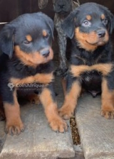 Chiots Rottweiler