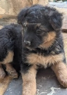 Chiots Berger Allemand
