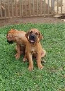 Chiots boerbool