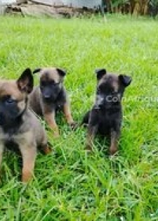 Chiots Berger Malinois