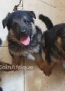 Chiot berger allemand pure sang