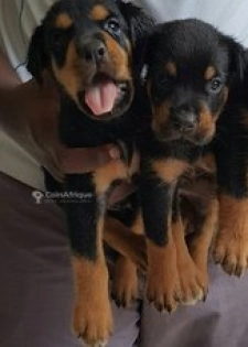 Chiots rottweiler pure sang
