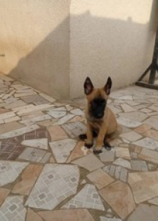 Chiots Berger Malinois
