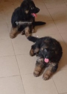 Chiot Berger allemand
